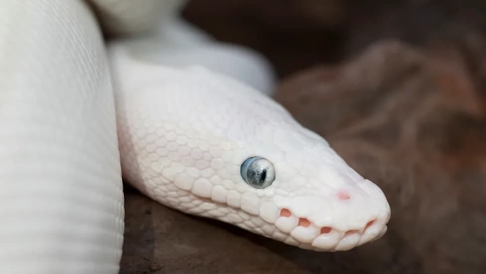 Rare Albino Indian Rock Python Filmed Along Teesta River — Potential First Wild Record in India