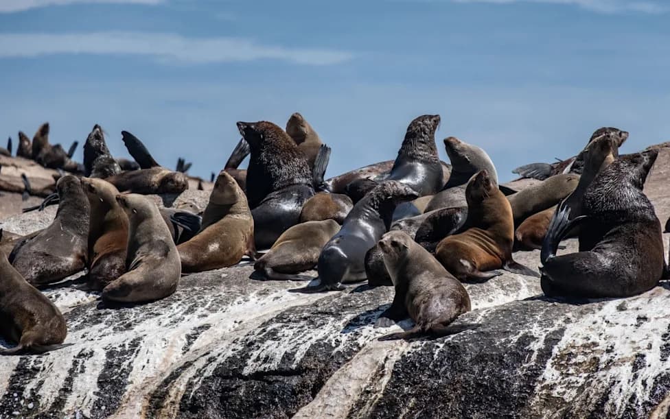 El Niño Could Accelerate Spread Of Rabid Seals — WOAH Urges Southern Hemisphere Vigilance