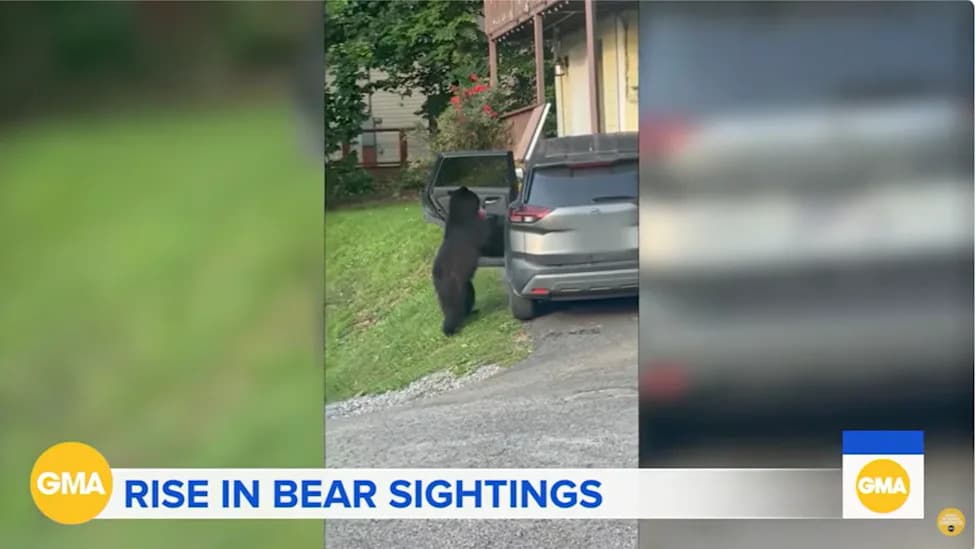 ‘Extraordinary Bear Year’: Why Encounters Are Spiking Across the West in 2026