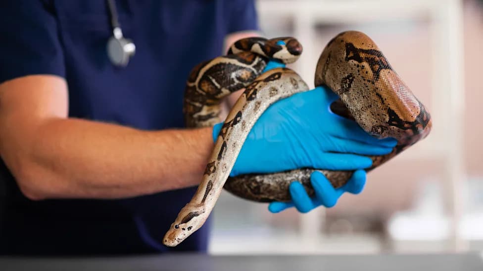 Python Post-Meal Molecule pTOS Points to Potential New Obesity Treatment