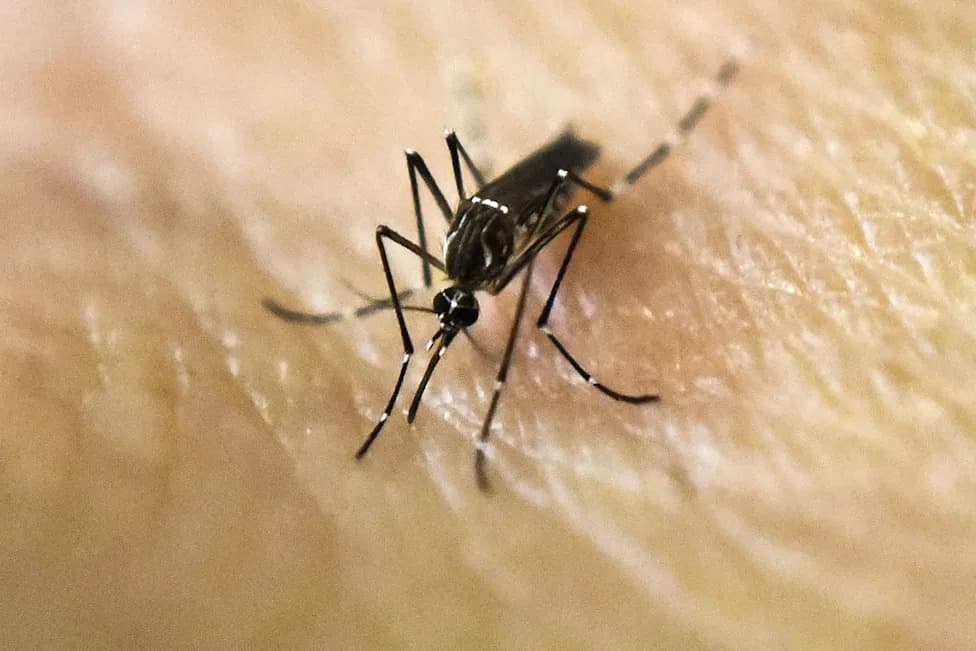 Dengue-Carrying Mosquitoes Are Spreading Across the U.S. — Where To Be Alert