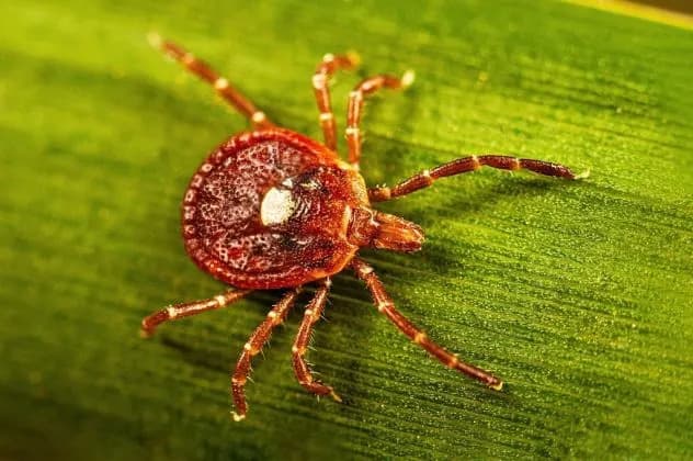 Bourbon Virus Confirmed on Long Island as Tick Season Peaks
