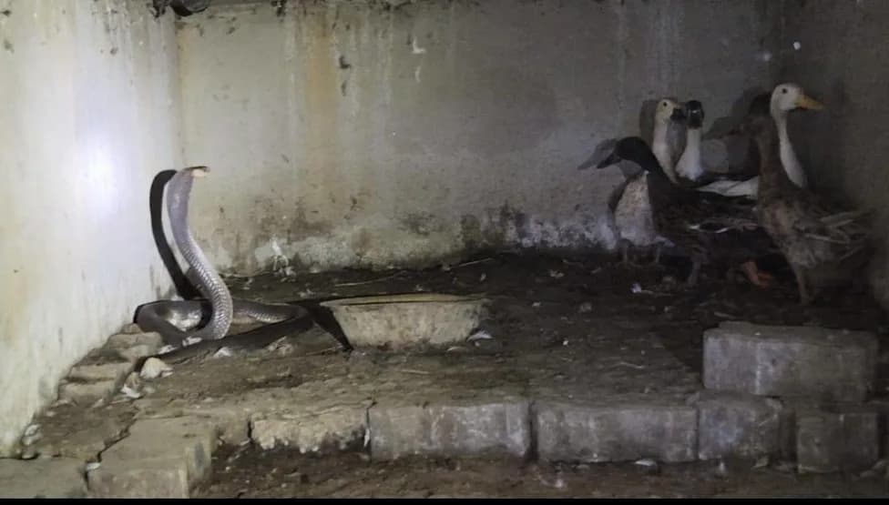 Snakebite Crisis Is a Poverty Crisis, New Global Review Finds