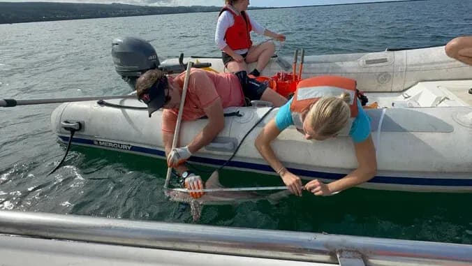 Hilo Bay Named First Documented Blacktip Shark Nursery in Hawaiian Waters