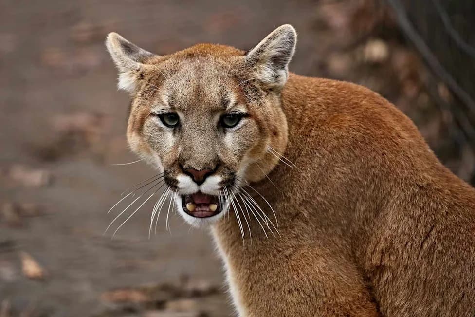 Pumas Make Roads Safer: Study Finds Up to 76% Drop in Deer‑Vehicle Collisions on Washington’s Olympic Peninsula