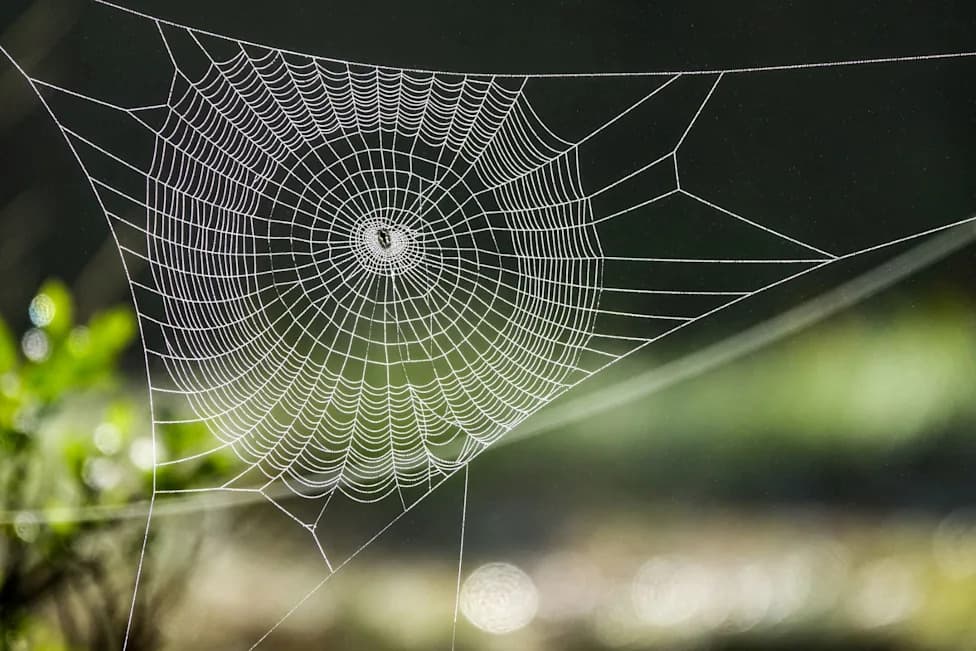 Spider Silk vs. Steel: Why “Stronger Than Steel” Misses The Point