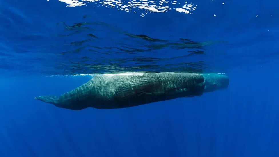Sperm Whales Blow Bubbles to Stay Submerged While Napping, Study Finds
