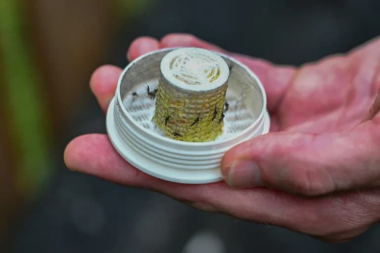 US Startup Releases 600,000 Wolbachia-Carrying Mosquitoes to Cut Backyard Bites