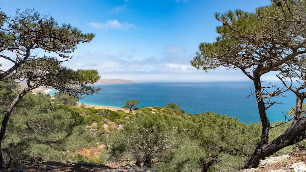 Human-Caused Santa Rosa Fire Threatens Critically Endangered Torrey Pine Grove