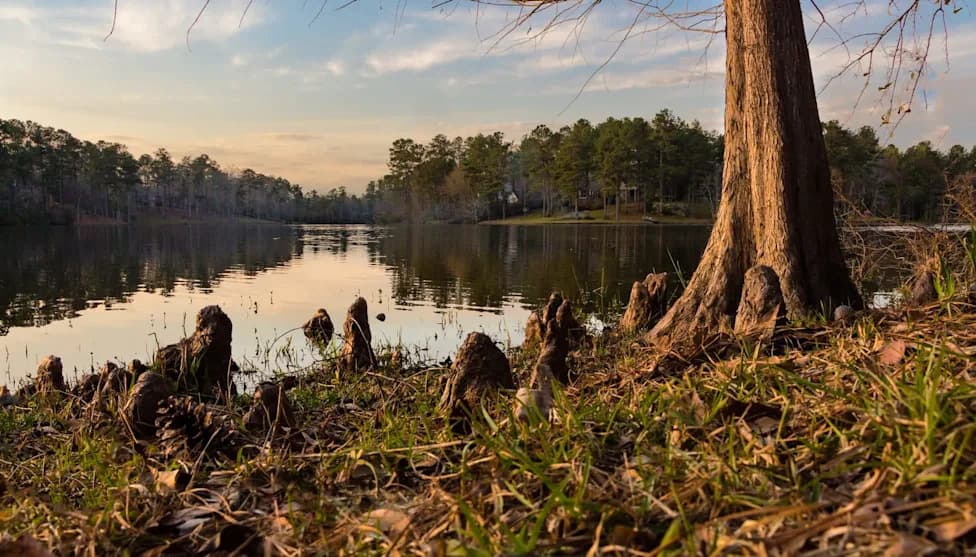 Juvenile Alligator Gar Found at Loch Leven Shows Mississippi Floodplain Reconnection Is Working