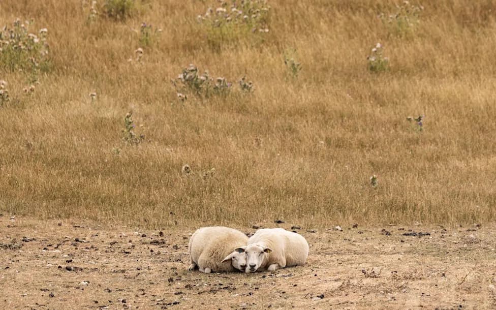 Heatwave Fuels Rapid Spread of Bluetongue in UK Sheep — Over 590 Cases Reported