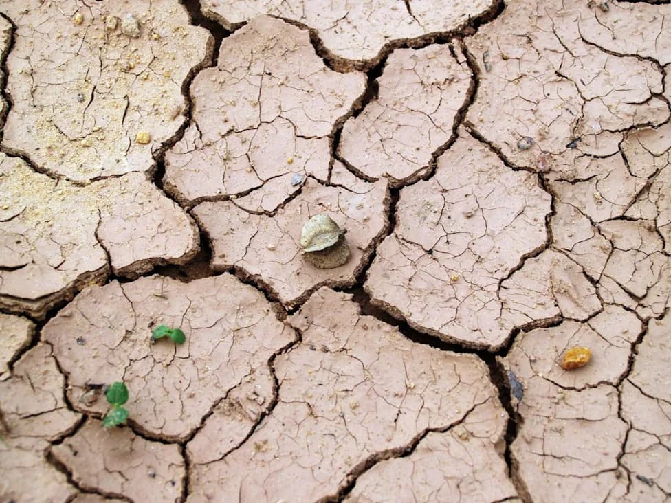 Flash Drought Threatens UK Wildlife — 5 Species Experts Say Are Most At Risk