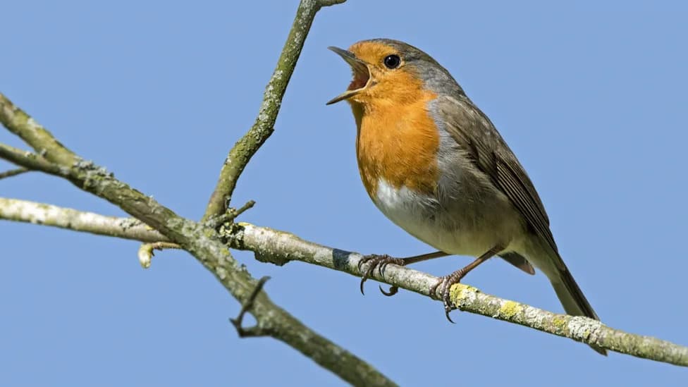 Bird and Whale Songs Follow the Same Mathematical Laws As Human Language