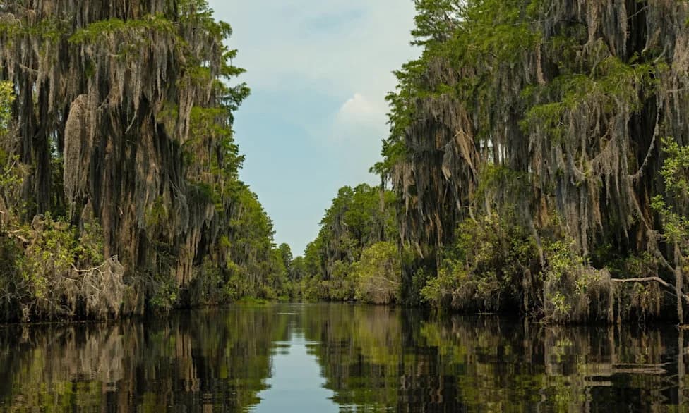 Okefenokee Swamp Named UNESCO World Heritage Site — A Biodiverse, Carbon-Rich Wetland