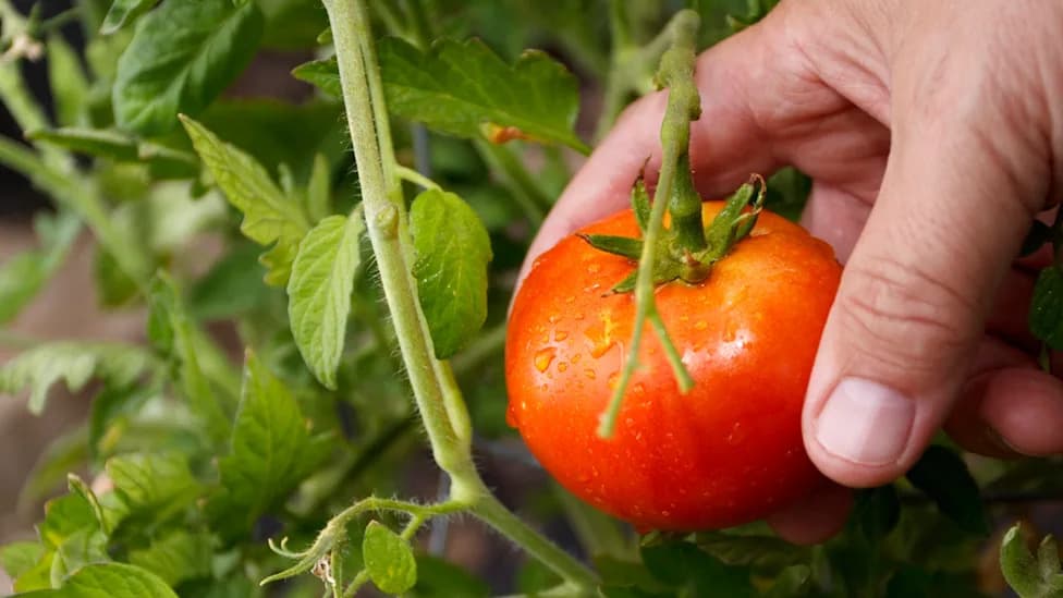 19-Year-Old Farmworker Dies in 37°C Heat in Northern Italy — Probe Targets Outdoor-Work Rules