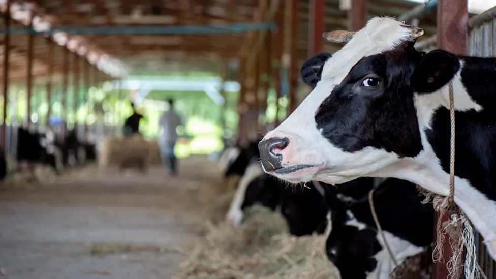 Tesco and Muller Suspend 'Award‑Winning' Dairy After Undercover Video Appears To Show Cow Abuse