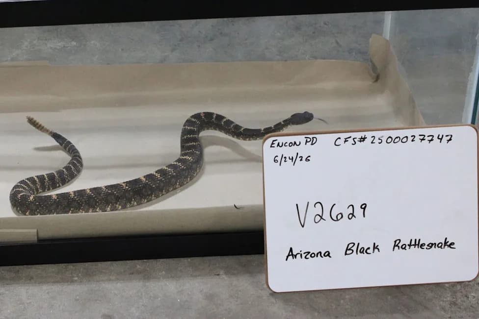 Rattlesnakes, a Cobra and Two Anacondas: 49 Reptiles Seized in Connecticut Warehouse; Two Men Charged