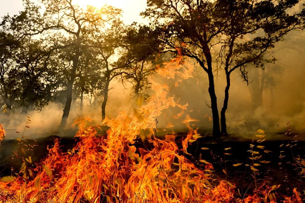 At Least One Dead After Gann Fire; 65-Year-Old Arrested on Alleged Chainsaw Spark