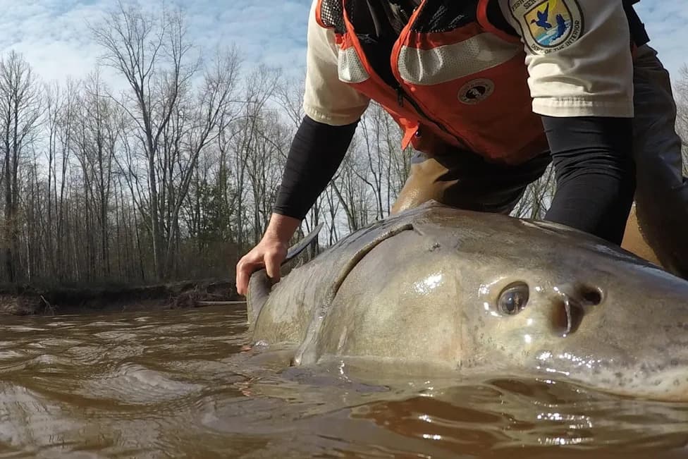 Living Dinosaurs: Great Lakes Sturgeon May Live Up to 427 Years, New Study Finds