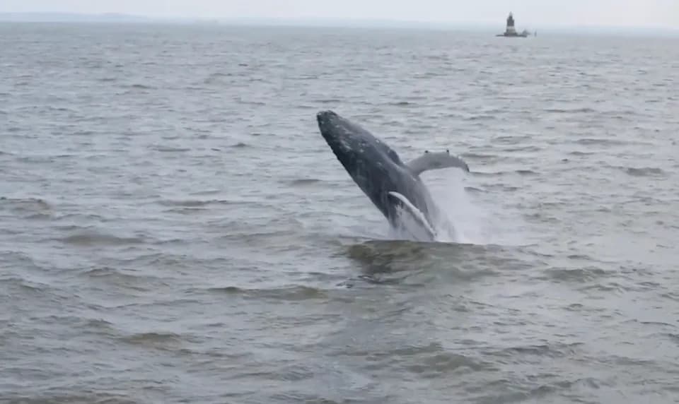 Majestic Humpback Breaches Near NYC Skyline — Gotham Whale Marks 500th Cataloged Individual