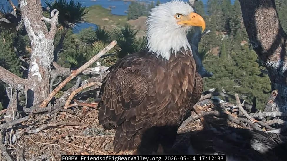 Jackie the Bald Eagle Remains Critical as Blood Levels Plummet; Rescue Team Seeks Support
