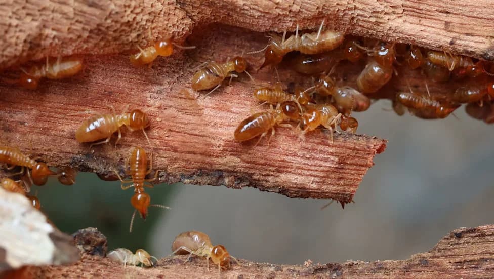 UF Study: Private Boats May Be Helping Spread Invasive Termites Across Florida