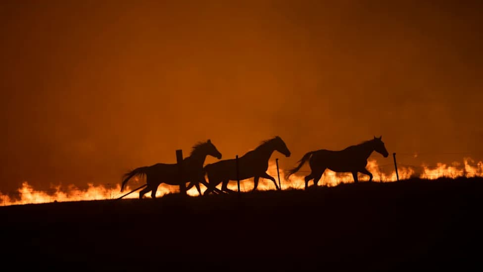 Horses Flee Flames As Fast-Moving Wildfire Destroys More Than 100 Homes Near Athens