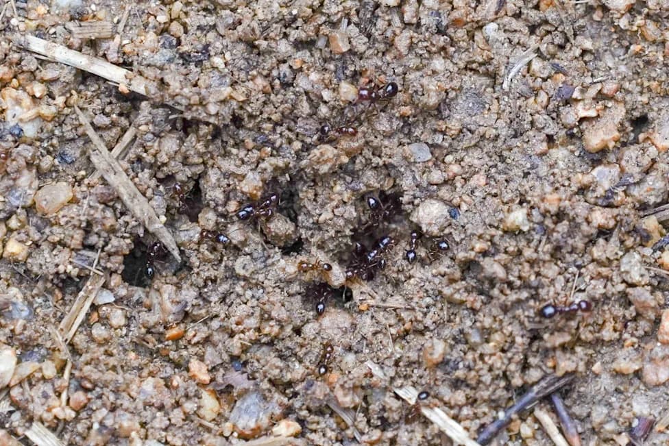 Fire Ant Nest Discovered in Lamington World Heritage Rainforest — Experts Warn of Wider Threat