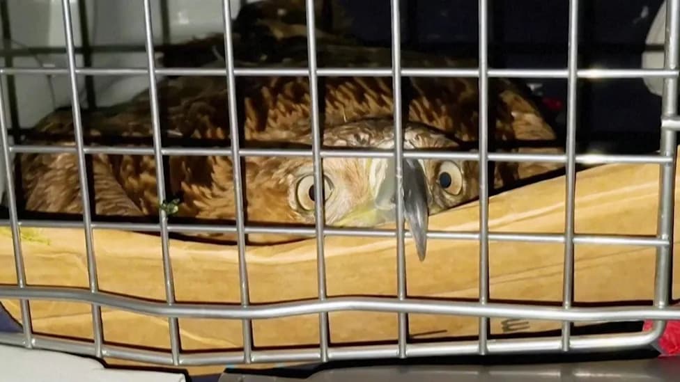 Rare Eastern Imperial Eagle 'Feliks' Rescued From Traffickers and Released Back Into the Wild