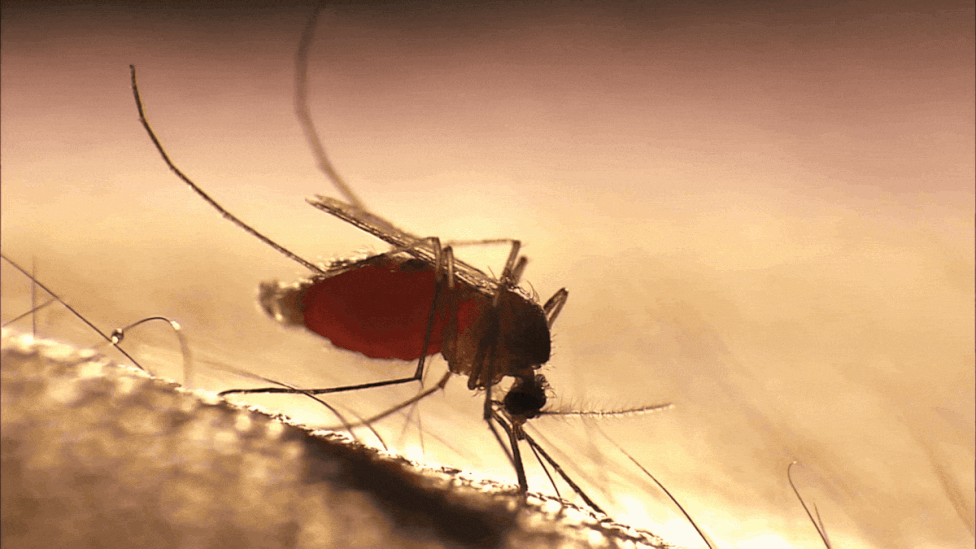 Ethiopia’s Malaria Parasite Is Accumulating Complex Drug-Resistance Mutations, Study Finds