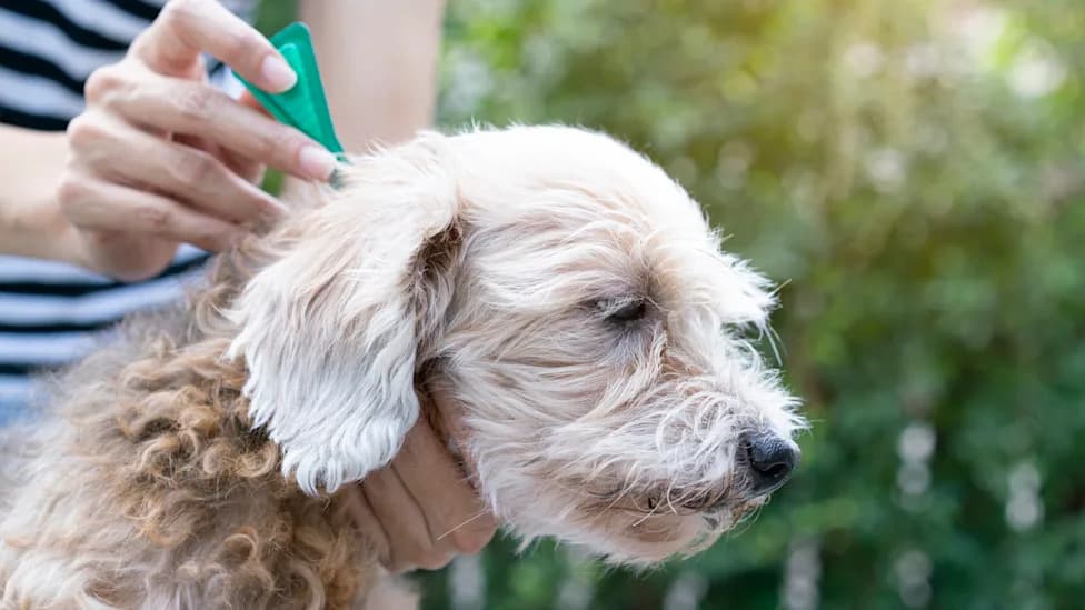 UK Peers Call for Tighter Controls on Pet Flea and Tick Treatments to Protect Rivers