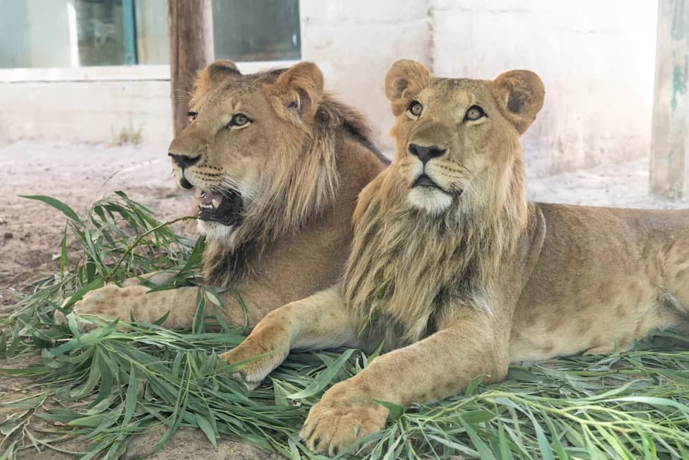 Rescued Lion Cubs Ben Tzur and Uri Relocated to South African Sanctuary as Officials Target Wildlife Trafficking