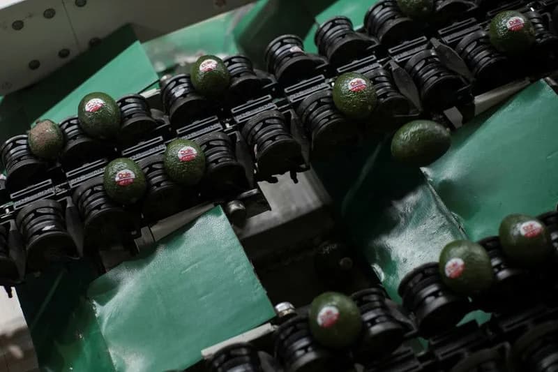 U.S. Partially Resumes Operations in Michoacán Amid Avocado Export Security Concerns