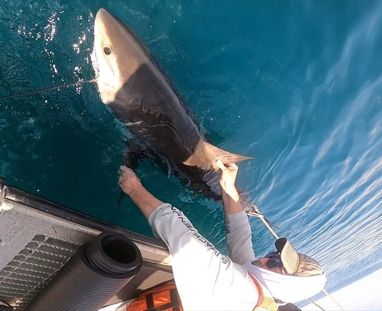 Sharks as Storm Sensors: Tagged Sharks Could Improve Hurricane Intensity Forecasts