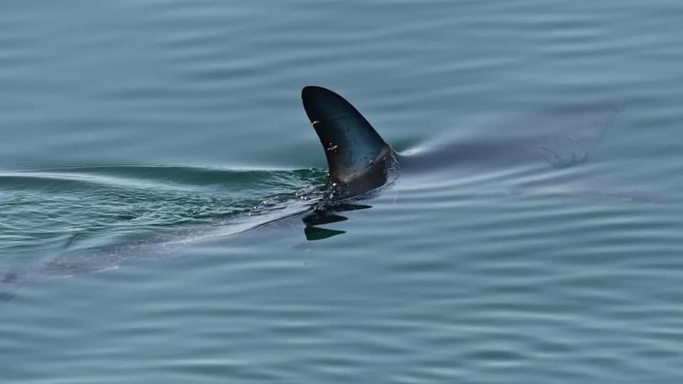 Warmer Seas Are Shifting Which Sharks Visit Southern UK Coasts