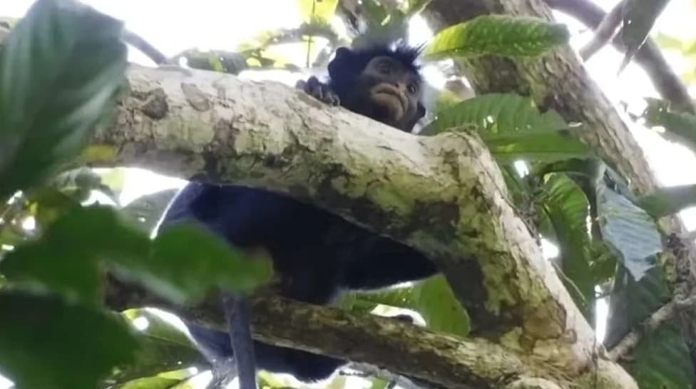 New Colobus Monkey 'Likweli' Confirmed in DR Congo After a Decade of Study