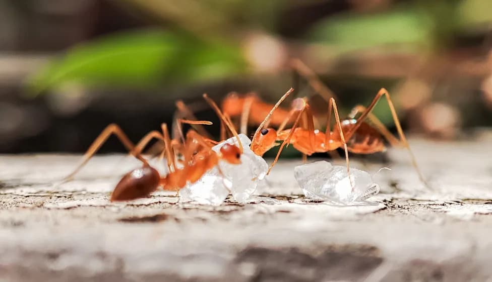After More Than Two Decades, Tiwi Rangers Eradicate Invasive Fire Ants From Melville Island