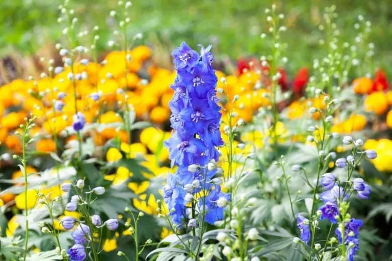 Scientists Reconstruct Wolfsbane and Larkspur Pathway, Enabling Production of Potent Alkaloids