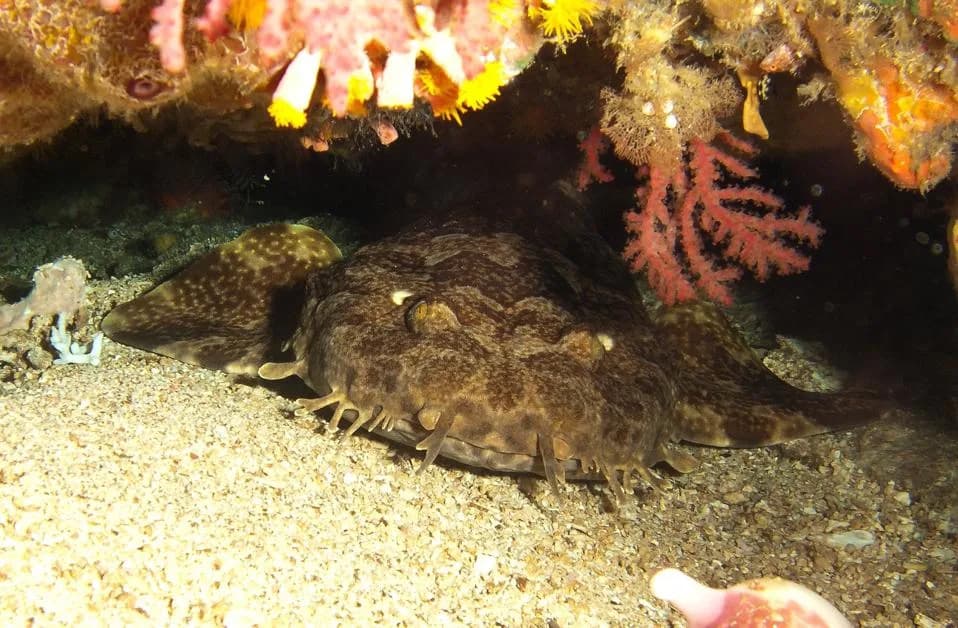 New Map of Asia’s Shark and Ray Hotspots Reveals Major Protection Gaps