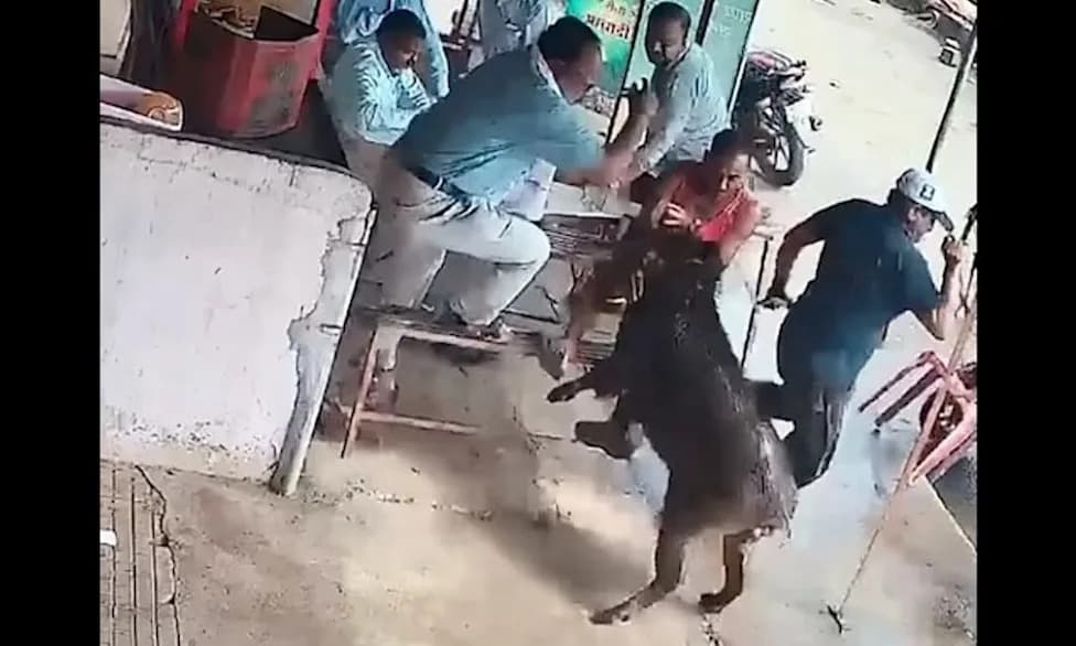 Wild Boar Charges Into Tea House in Maharashtra, Strikes 60-Year-Old Man — Video Shows Chaos