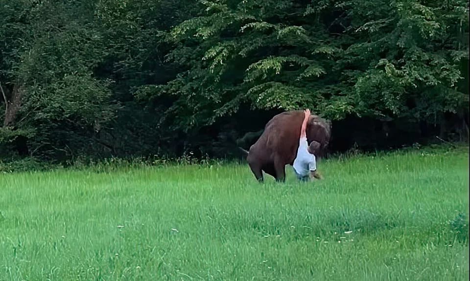 Tourist Knocked Down by European Bison in Poland's Bialowieza Forest After Approaching Animal