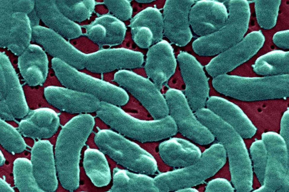 At Least Five Dead in Louisiana as 'Flesh-Eating' Vibrio Cases Surge — Officials Urge Caution