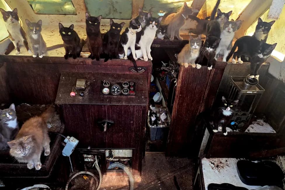Mystery 'Cat Boat': Police Rescue More Than 30 Cats From Abandoned Vessel Near Tacoma