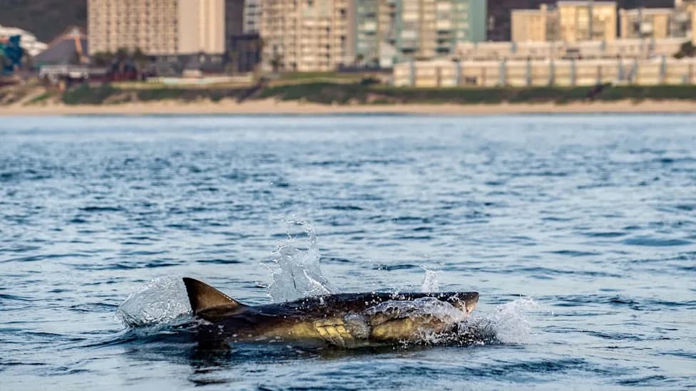 Drone Captures Up to Seven Great White Sharks Feeding Near Pine Point Beach, Maine