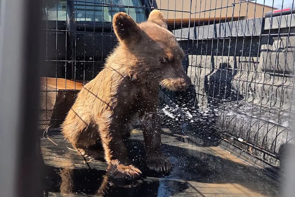 From 'Dog' Sighting to Wildlife Rescue: Deputies Save Dehydrated Baby Bear Near Westcliffe, Colorado