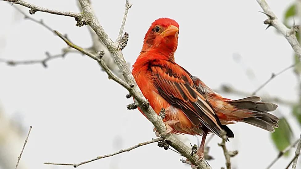 Rare Red Weaver Rediscovered in Kenya — First Verified Sighting Since 2014