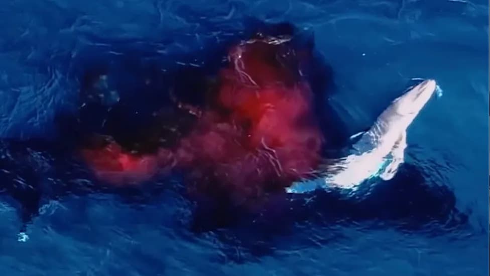 Drone Films Rare Humpback Whale Birth Off New South Wales — Believed Only Fourth Full Recording