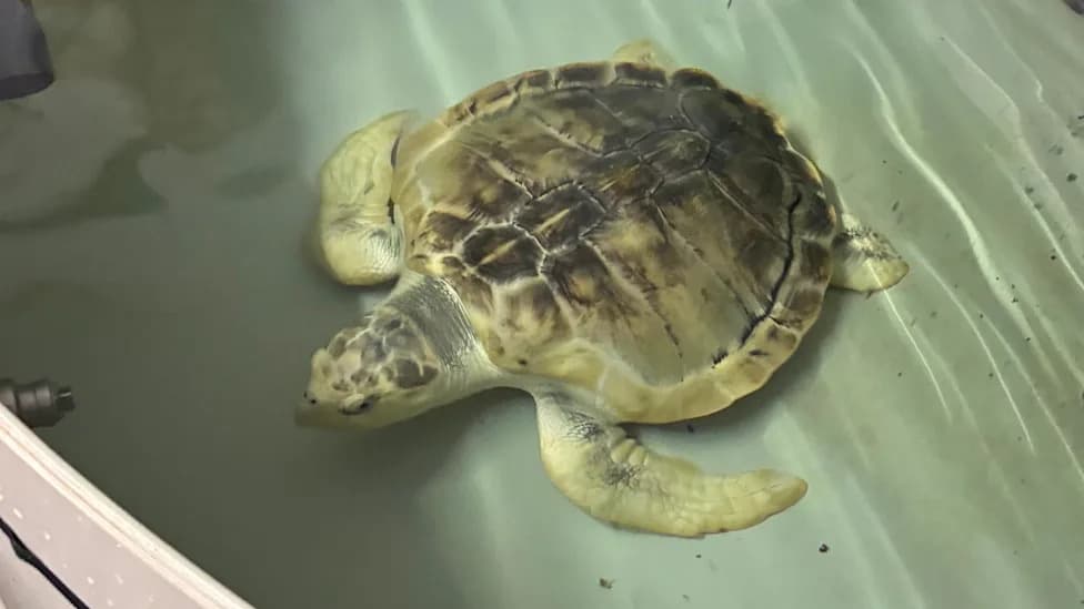 Incredibly Emotional 5,000‑Mile Journey: Rare Kemp's Ridley Turtle Rhossi To Be Flown Back To Gulf Of Mexico