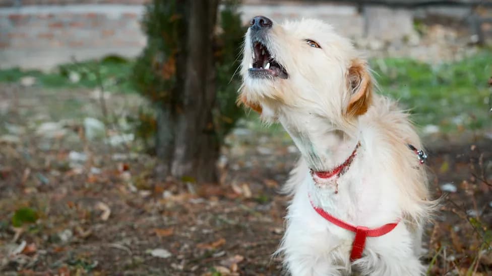 Pet Dog’s Bark Reveals 12-Foot King Cobra Locked With Python Near Valmiki Tiger Reserve