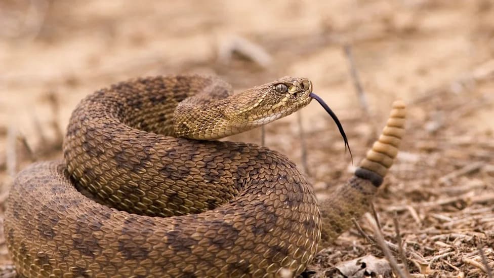Hiker's Text After Rattlesnake Bite Triggers Urgent Multi‑Team Search in Angeles National Forest